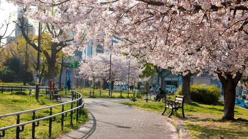 Cherry blossom trees in park