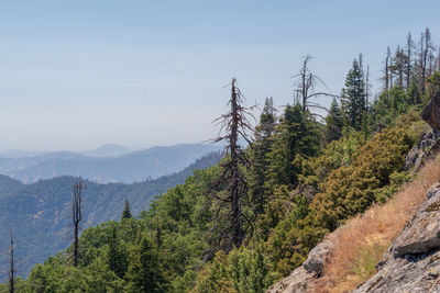 Scenic view of pine trees against sky