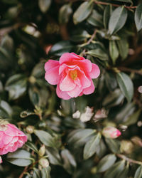 Close-up of pink rose