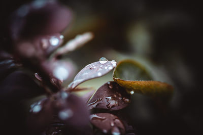 Close-up of water drops on leaves