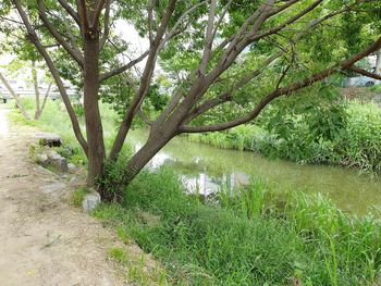 Tree by lake in forest