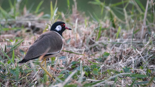 Bird perching on a field