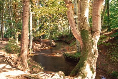 Scenic view of river amidst trees in forest