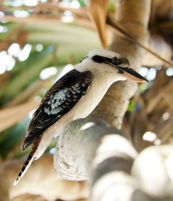 Close-up of bird perching on a tree