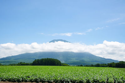 Scenic view of field against sky