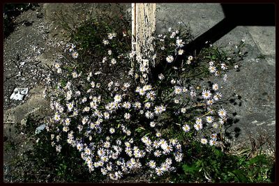 Plants growing on tree trunk