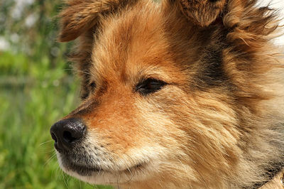 Close-up of a dog looking away