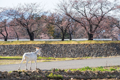 White horse standing in a field