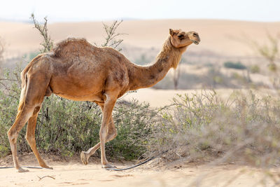 Middle eastern camel in the desert near al ain, uae