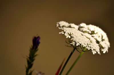 Close-up of plant against blurred background