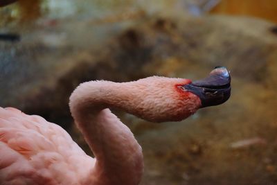 Close-up of duck