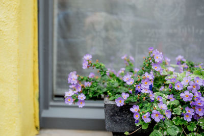 Close-up of pink flowering plant in pot