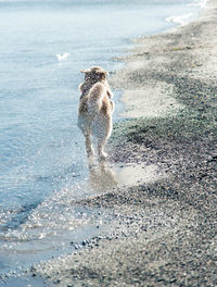 Dog on sand at beach