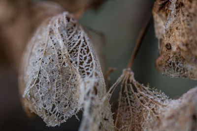 Close-up of plant against blurred background