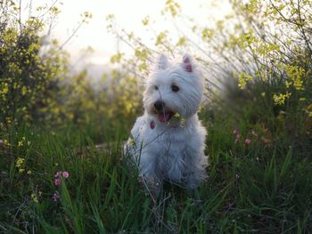 White dog tula in field