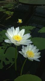 Close-up of water lily in lake