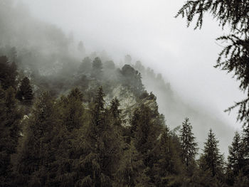 Low angle view of pine trees against sky during winter