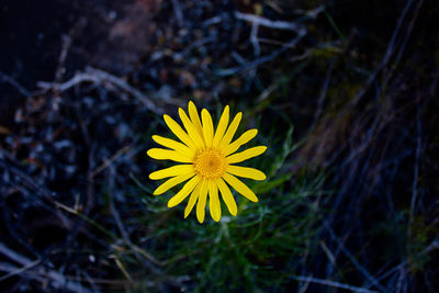 Close-up of yellow crocus blooming on field