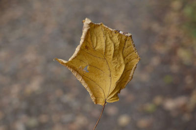 Close-up of dried leaf