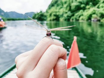 Close-up of insect on hand