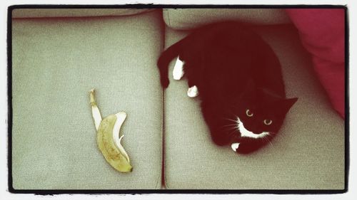 Cat resting on sofa