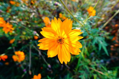 Close-up of yellow flower