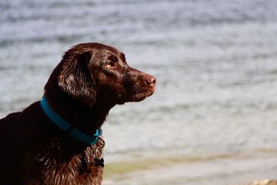 Side view of wet chocolate labrador retriever at beach