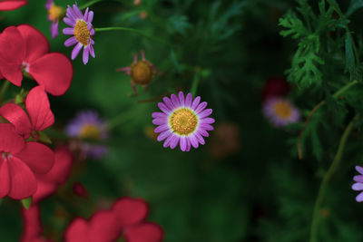 Close-up of pink flowering plants in park