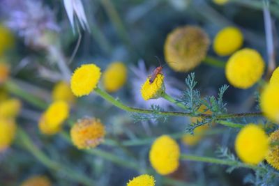 Close-up of yellow flowering plant