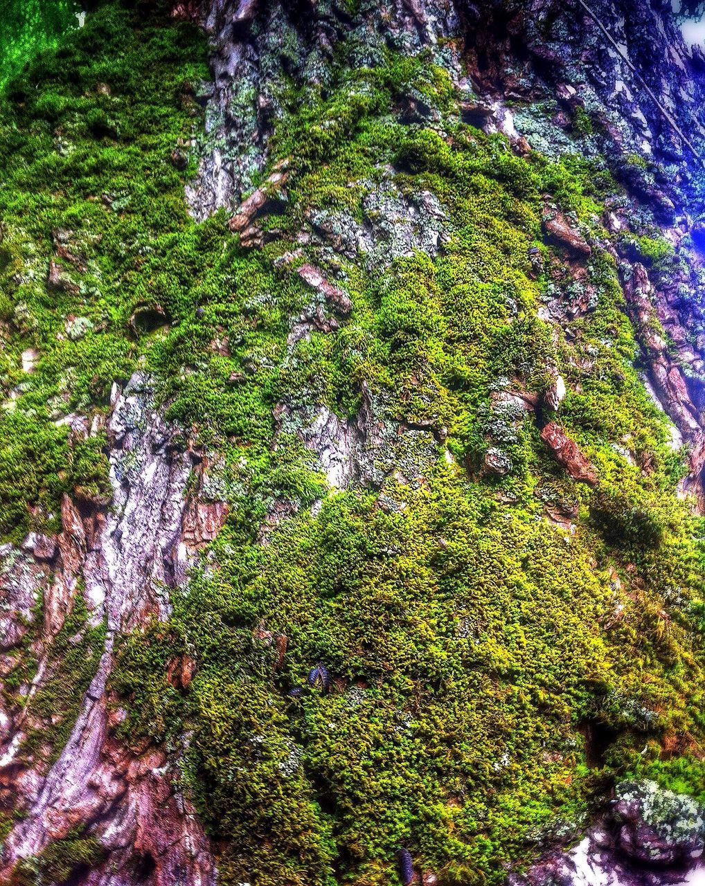 growth, green color, tree, nature, tranquility, beauty in nature, plant, moss, lush foliage, forest, growing, green, tranquil scene, scenics, rock - object, day, outdoors, high angle view, no people, non-urban scene