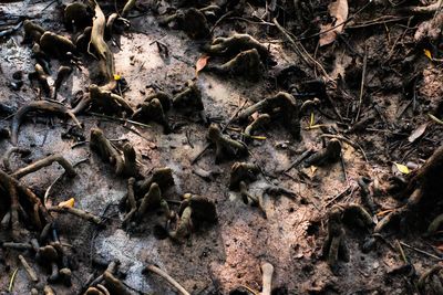 High angle view of dry leaves on field