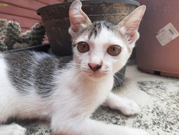 Close-up portrait of a cat