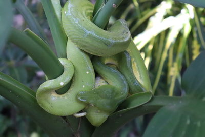 Close-up of snake on branch