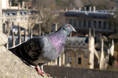 Side view of pigeon perching on stone in city