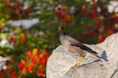 Close-up of bird perching on rock