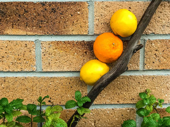 Close-up of orange fruits on wall