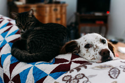 Dog lying down on bed at home