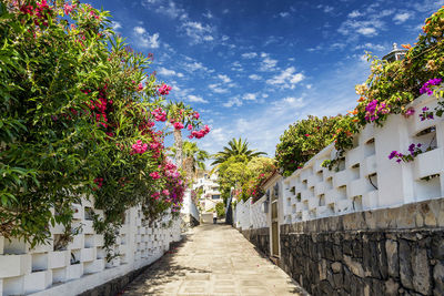 Footpath amidst flowering plants and buildings against sky