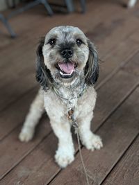 Portrait of dog on wooden floor