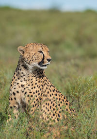 Cheetah standing on grassy field