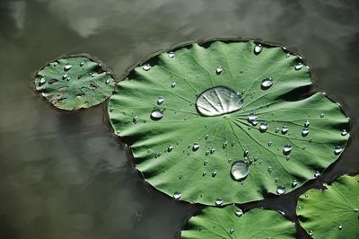 High angle view of water lily in lake