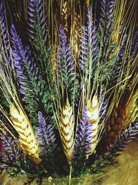 Close-up of plants