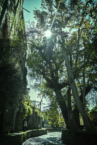 Low angle view of trees