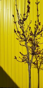 Close-up of yellow flowering plant against wall
