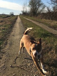 View of dog on road