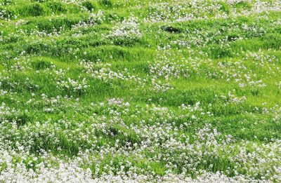 Full frame shot of flowering plants on field