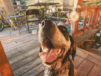 Close-up of dog on chair