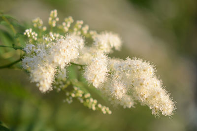 Close-up of white flowering plant