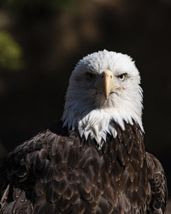 Close-up portrait of eagle