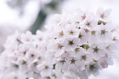 Close-up of white cherry blossom tree